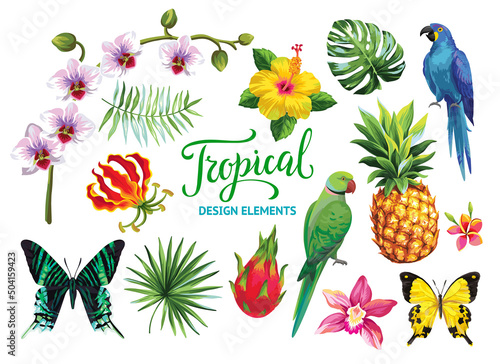 Tropical collection: exotic flowers, leaves, fruits, birds and butterflies. Vector design isolated elements on the white background.