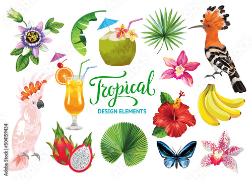 Tropical collection for summer party: cocktails, exotic flowers, leaves, fruits, birds and butterflies. Vector isolated elements on the white background.