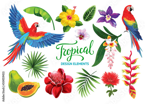 Tropical collection: exotic flowers, fruits, leaves and parrots. Vector isolated elements on the white background.