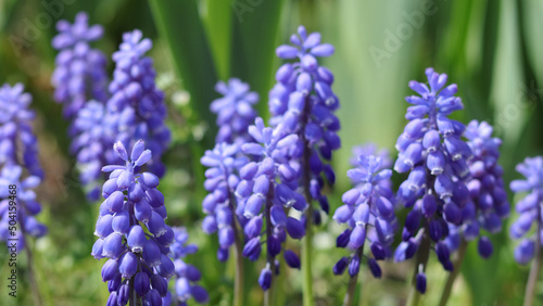 Tender blue Muscari neglectum flowers. Spring flowering. Blue buds flowers Muscari armeniacum . Viper bow. Grape hyacinth Muscari flowers .Spring season. Floral background.  photo