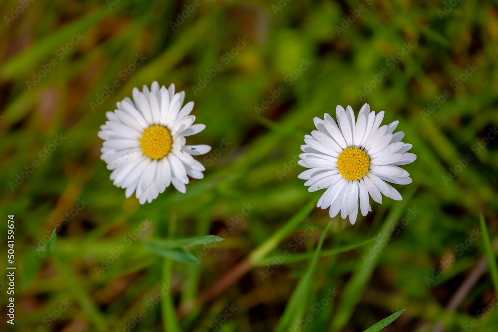 Selective focus of wild Bellis perennis flowers, Common European species of daisy the family of Asteraceae, Small Madeliefje blooming in the green meadow in spring, Nature floral background. Selective focus of wild Bellis perennis flowers, Common European species of daisy the family of Asteraceae, Small Madeliefje blooming in the green meadow in spring, Nature floral background.