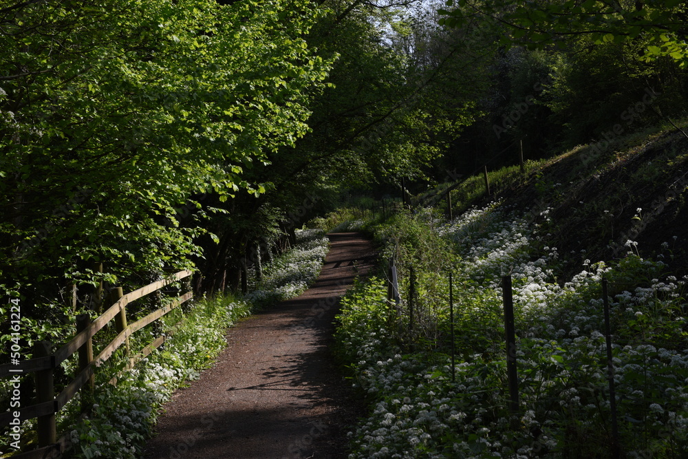 a public footpath through a forest with wild garlic blooming in the grass a public footpath through a forest with wild garlic blooming in the grass