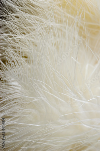 Wispy white feather tips flowing against a darker background