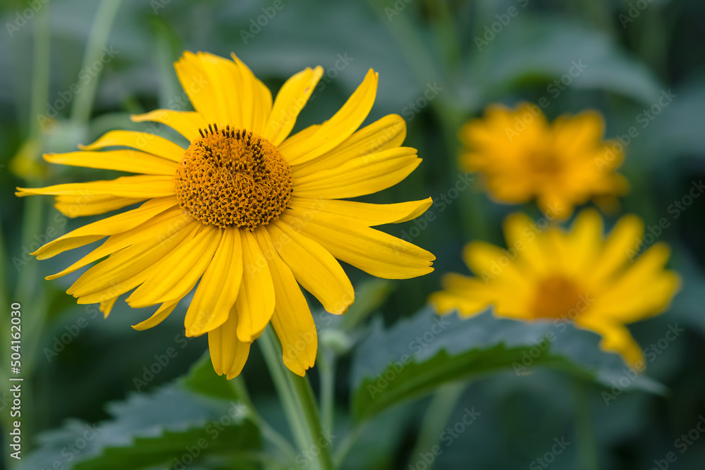 Close up of yellow flower of Tithonia diversifolia (Mexican sunflower or Nitobe chrysanthemum) in garden, selective focus. Blooming yellow daisy-like flower. Close up of yellow flower of Tithonia diversifolia (Mexican sunflower or Nitobe chrysanthemum) in garden, selective focus. Blooming yellow daisy-like flower.