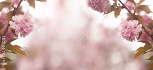 Spring background with sakura. Pink background. Place for text. Copy space. 