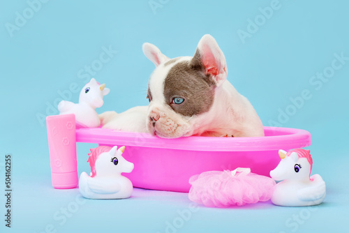 Obraz na plátně Isabella pied French Bulldog dog puppy in pink bathtub with rubber ducks on blue