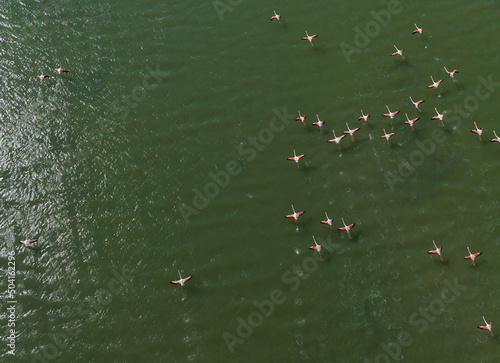 Flamingo Birds Drone Photo, Sasali Birds Paradise Karsiyaka, Izmir Turkey