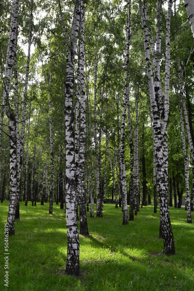 Obraz premium birch grove in spring