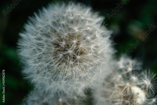 Detailed image of a dandelion that has turned to a puffball. Close up  macro.
