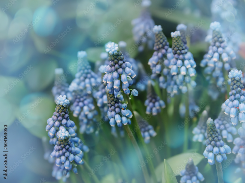 Grape hyacinth, Muscari flowers. Spring primrose. Blue tiny spring flowers in the garden Grape hyacinth, Muscari flowers. Spring primrose. Blue tiny spring flowers in the garden