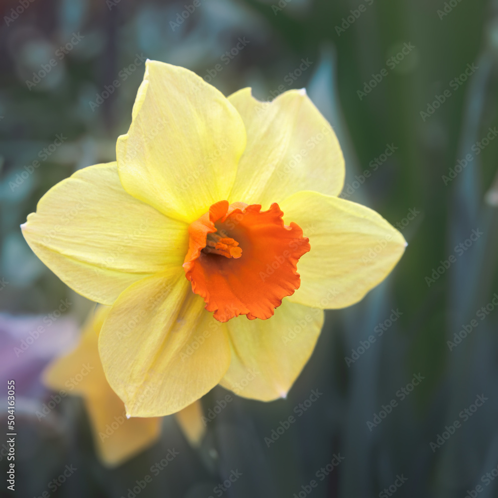 Fototapeta premium Yellow narcissus flower close up. Daffodil, spring flowers