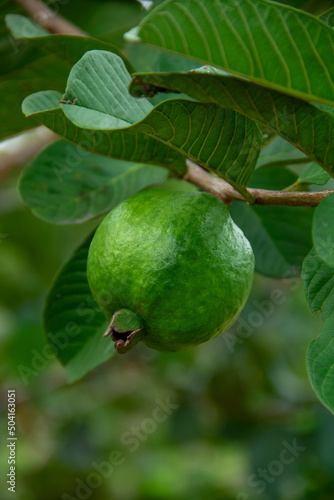 Wallpaper Mural Green guava fruit still on the tree on the farm Torontodigital.ca