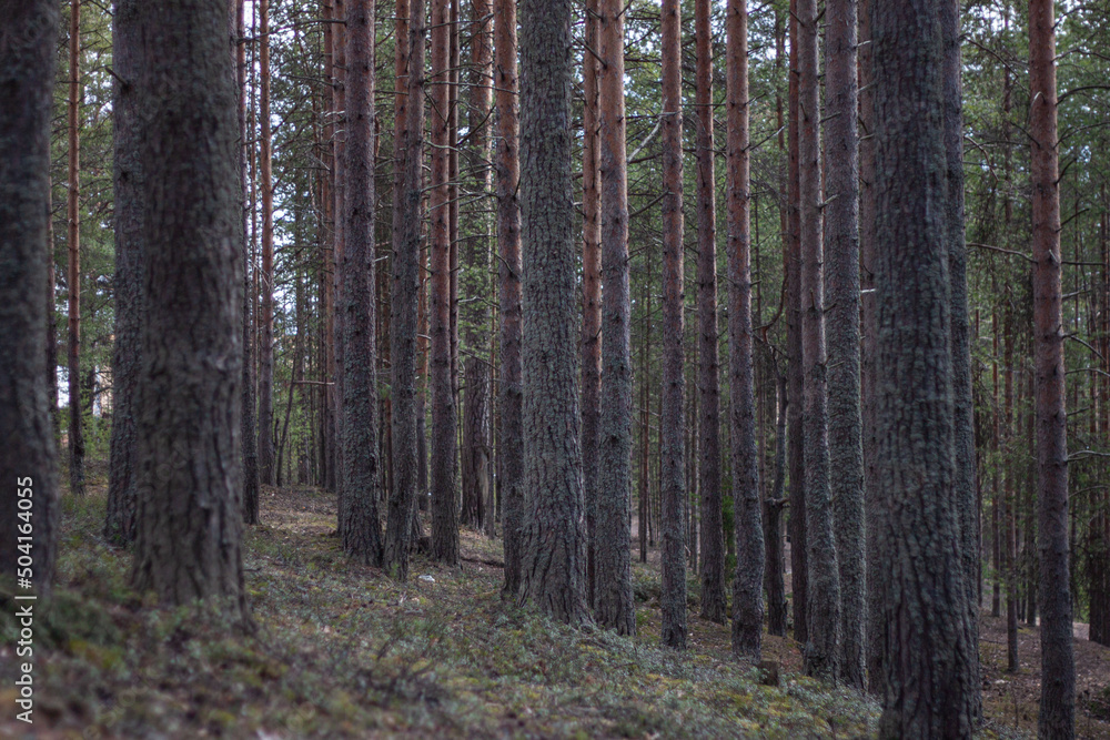 Fototapeta premium footpath in the woods