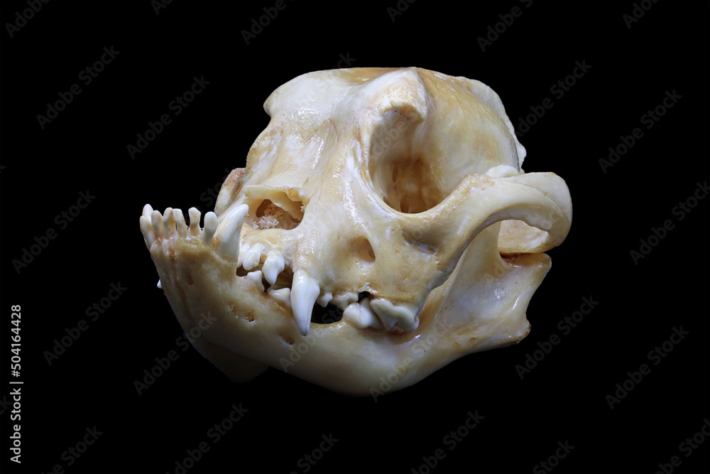 Bulldog skull clearance