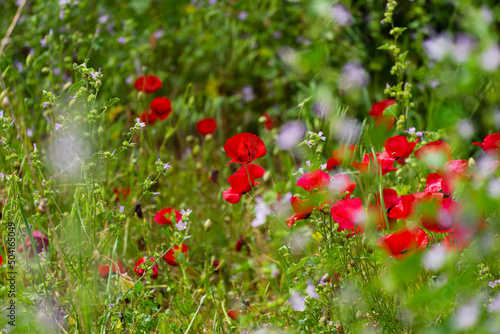 Cruise in the Cesme Marina Drone Photo, Cesme Izmir, Aegean Region, Turkey
