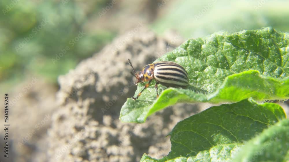 Potato beetle. Colorado potato beetle on potato leaves in a field on a farm. Parasites destroy
