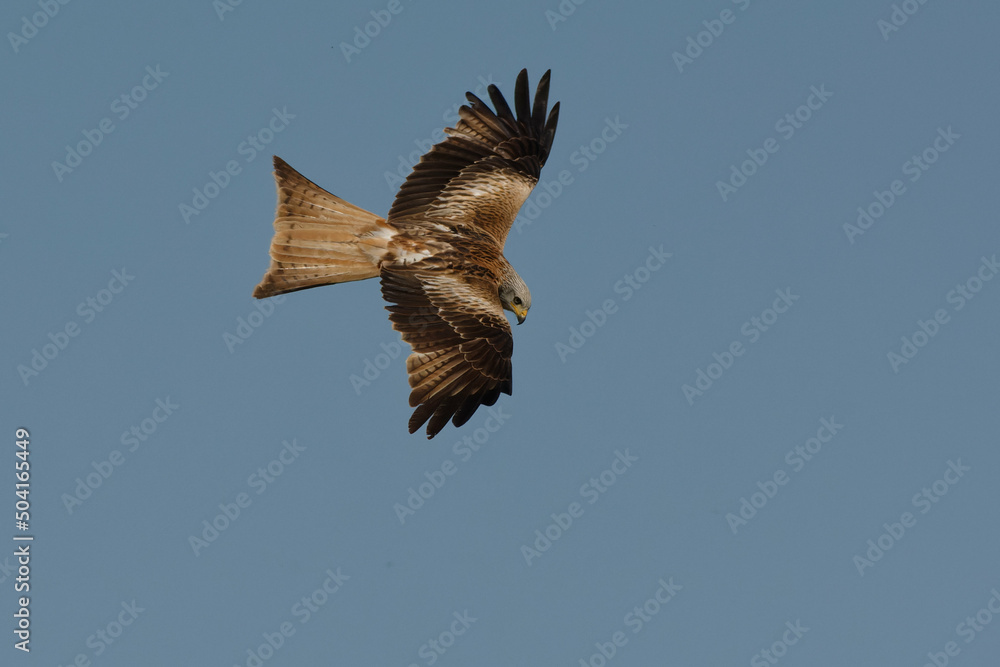 Obraz premium Red Kite (Milvus milvus) flying