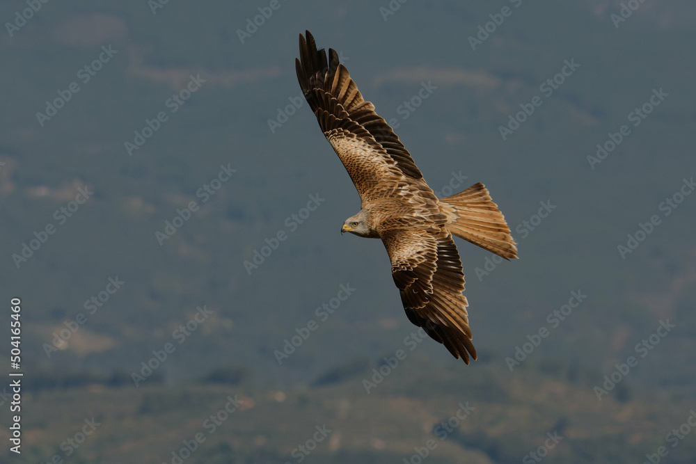 Obraz premium Red Kite (Milvus milvus) flying