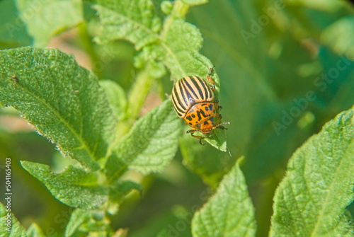 Potato beetle. Colorado potato beetle on potato leaves in a field on a farm. Parasites destroy crops in the field. Colorado potato striped beetle parasite on a green leaf. Agriculture.