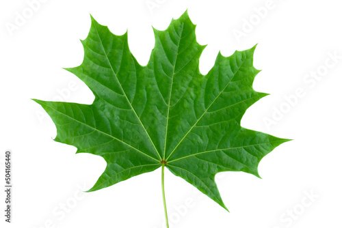 Green Maple Leaf as a spring and summer seasonal themed nature concept also an icon of the fall weather on isolated white background.