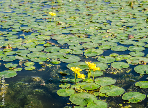 Beautiful flowers of wetland plants, yellow water lily. 