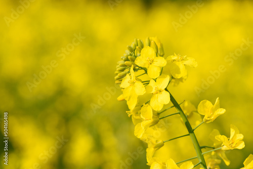 Closeup of blooming canola rapeseed plant on field at spring