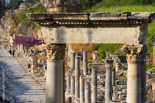 Cats and Ephesus Ancient City, Aegean Region Selcuk, Izmir Turkey