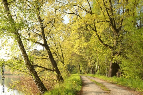 A country road among oaks at the edge of a lake on a spring morning © Aniszewski