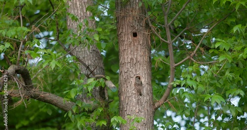 starling feeds his cubs in a tree hole
