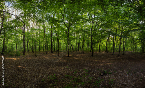 forest in the morning