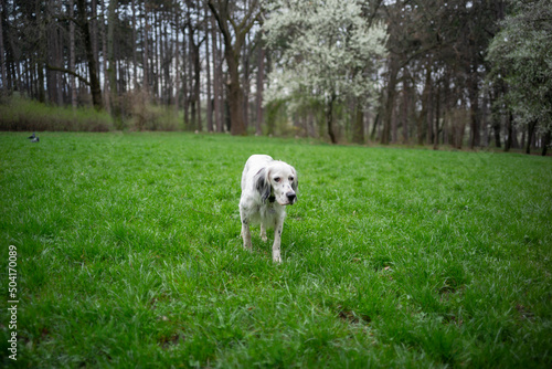 English setter on a green grass field
