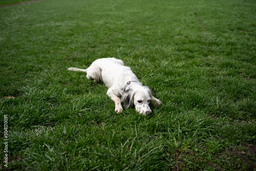 English setter laying on the grass