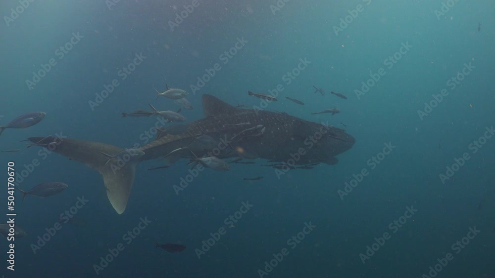 (Rhincodon typus) A whale shark swims slowly and falls into the shadow of a dive boat. After a while, underwater photographers notice her. (Rhincodon typus) A whale shark swims slowly and falls into the shadow of a dive boat. After a while, underwater photographers notice her.