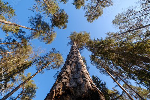 Norra Kvills national park in Småland Sweden