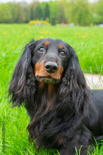 Close-up of a black dachshund with long curly ears on the grass