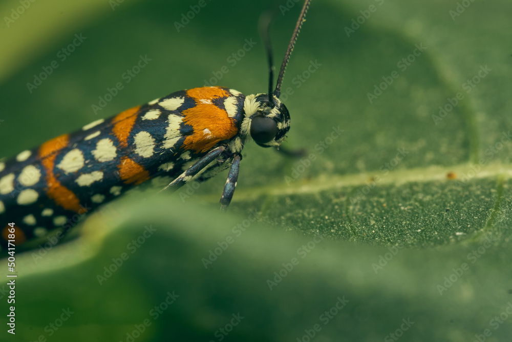Harlequin Cigarette Moth perched on a green branch. Atteva pustulella Harlequin Cigarette Moth perched on a green branch. Atteva pustulella