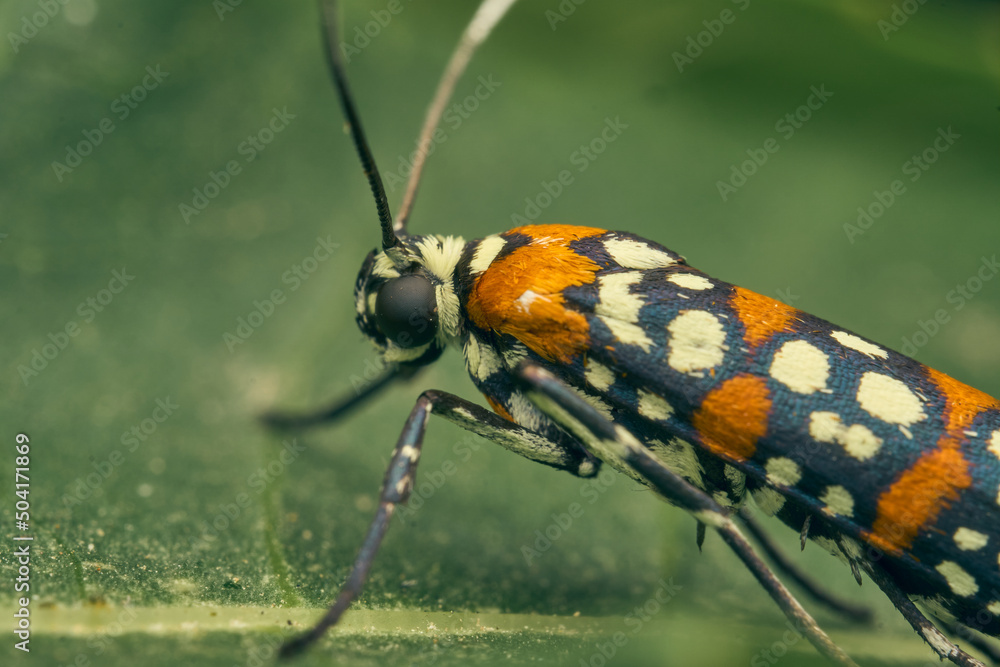 Fototapeta premium Harlequin Cigarette Moth perched on a green branch. Atteva pustulella