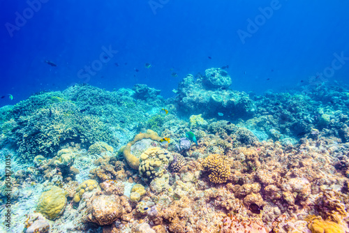 The magnificent underwater world of the Maldives.