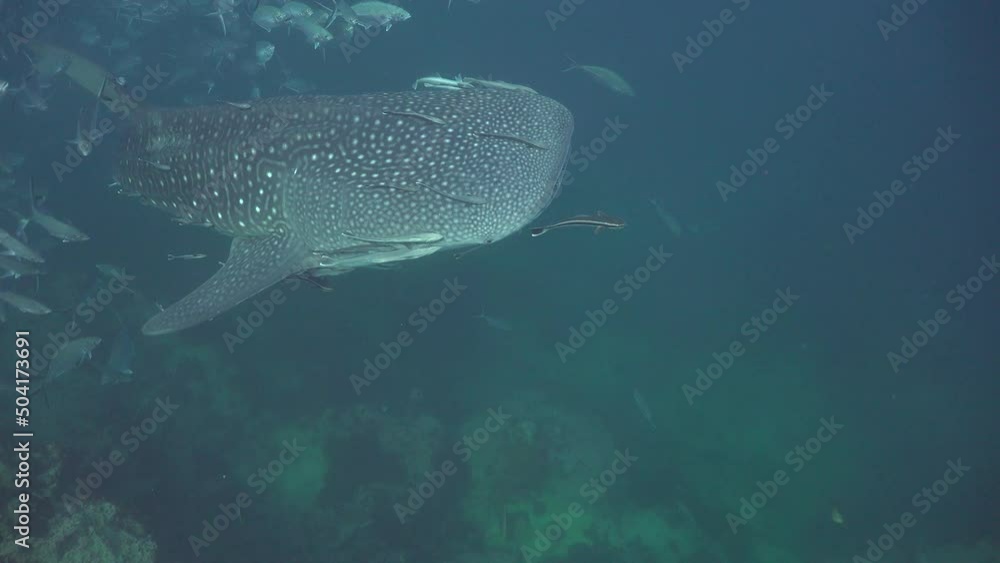 (Rhincodon typus) The whale shark swam past the camera from left to right. The camera position from top to bottom has not changed. (Rhincodon typus) The whale shark swam past the camera from left to right. The camera position from top to bottom has not changed.