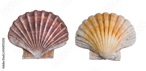Two shell halves of great scallop isolated on a white background. Pecten maximus or jacobaeus. Convex lower and flat upper calcareous seashell valve. Fan shaped sea shellfish of edible saltwater clam.