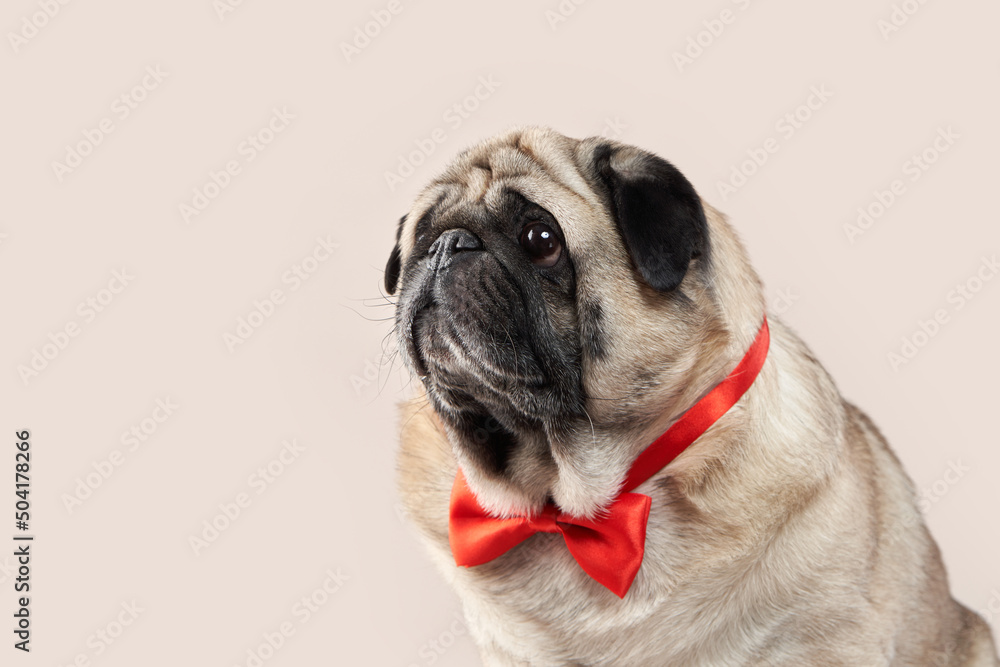 Happy dog. pug with a red butterfly on a beige background in the studio. pet indoor Happy dog. pug with a red butterfly on a beige background in the studio. pet indoor