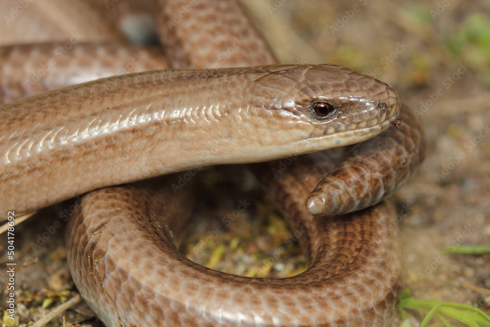Fototapeta premium The slow worm, deaf adder, a slowworm, blindworm, long-cripple (Anguis fragilis) male in a natural habitat