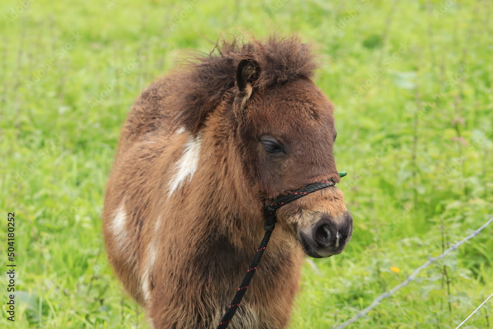 Fototapeta premium A little pony grazing in the field on a farm.