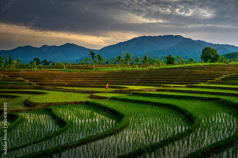 Morning view in green rice fields and Mount Bengkulu, North Asia, Indonesia, the beauty of the colors and natural light of the beautiful morning sky