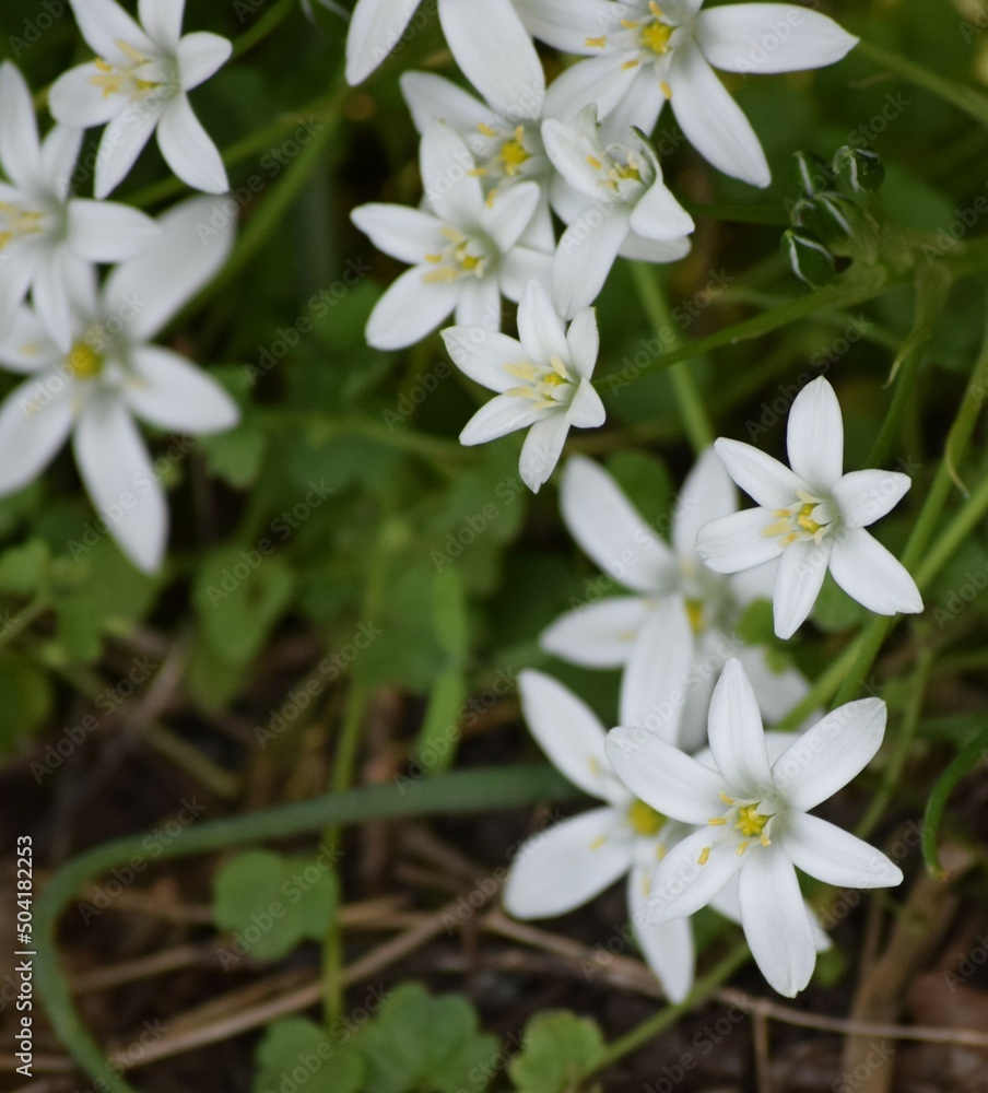 Fototapeta premium Nap-at-noon-flower