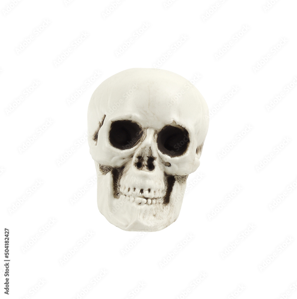 Full face of artificial decorative skull for the Halloween decoration isolated Full face of artificial decorative skull for the Halloween decoration isolated