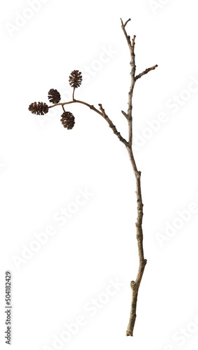 Dry twig og alnus glutinosa...