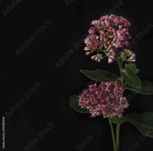 Pink flowers of hylotelephi...