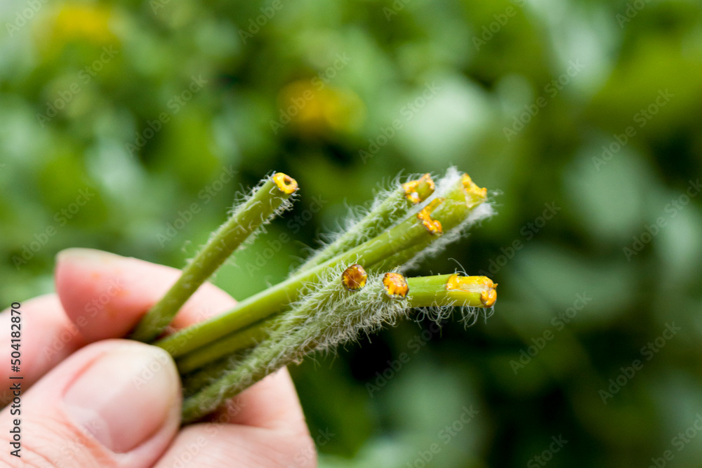 Fototapeta premium Chelidonium leaf sprout in hand. Chelidonium exudes yellow orange latex or sap. Herbal remedy concept. Selective focus.