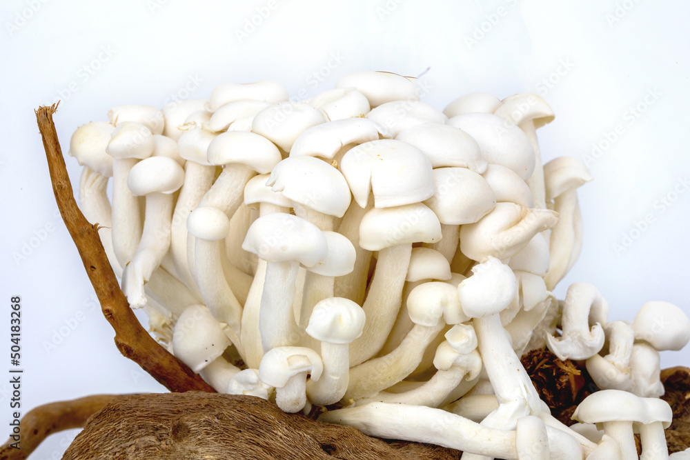 Shimeji mushroom or White beech mushroom isolated on white background, decorated on wooden log under studio lighting and macro setup. Shimeji mushroom or White beech mushroom isolated on white background, decorated on wooden log under studio lighting and macro setup.